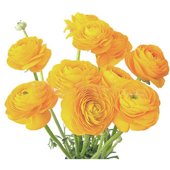 Ready To Go Wholesale Centerpieces Card