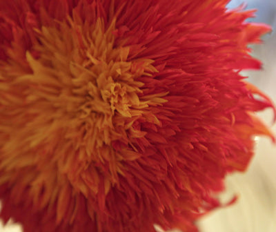 Ready To Go Wholesale Centerpieces Card