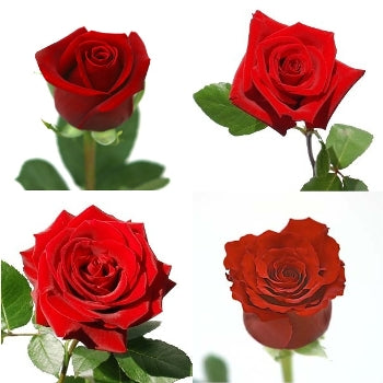 Ready To Go Wholesale Centerpieces Card
