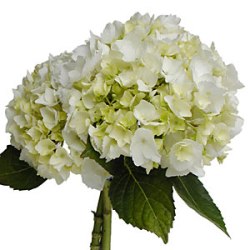 Ready To Go Wholesale Centerpieces Card