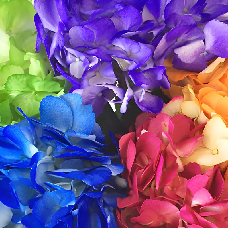 Airbrushed Sunkissed Hydrangea Flower 11952
