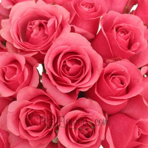 Queen Mary Hot Pink Roses