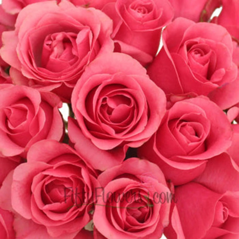 Queen Mary Hot Pink Roses