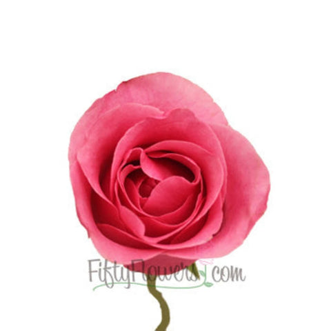 Queen Mary Hot Pink Roses