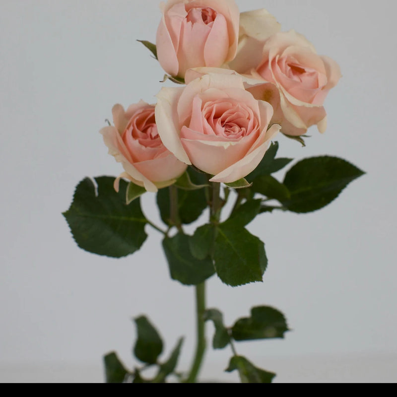 Blue Rose - Image