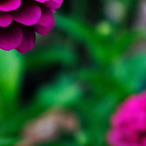 Blue Rose - Image