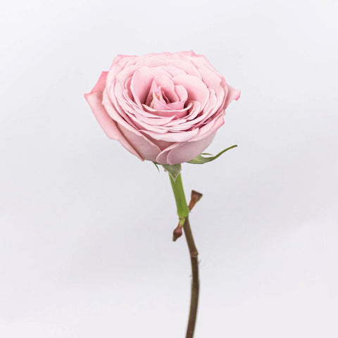 Blue Rose Test - Image