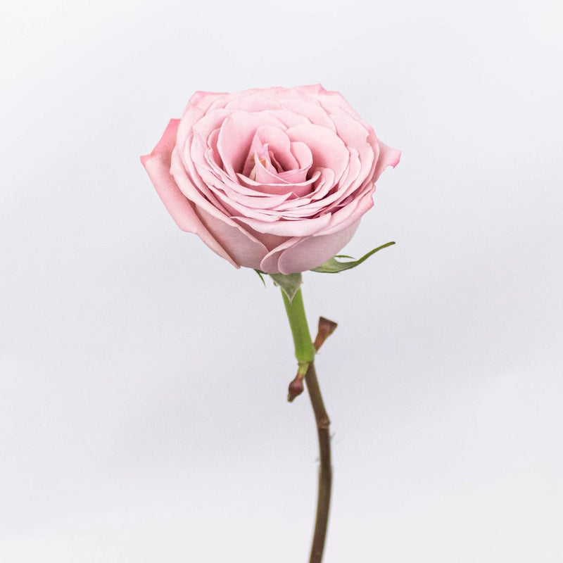 Blue Rose Test - Image