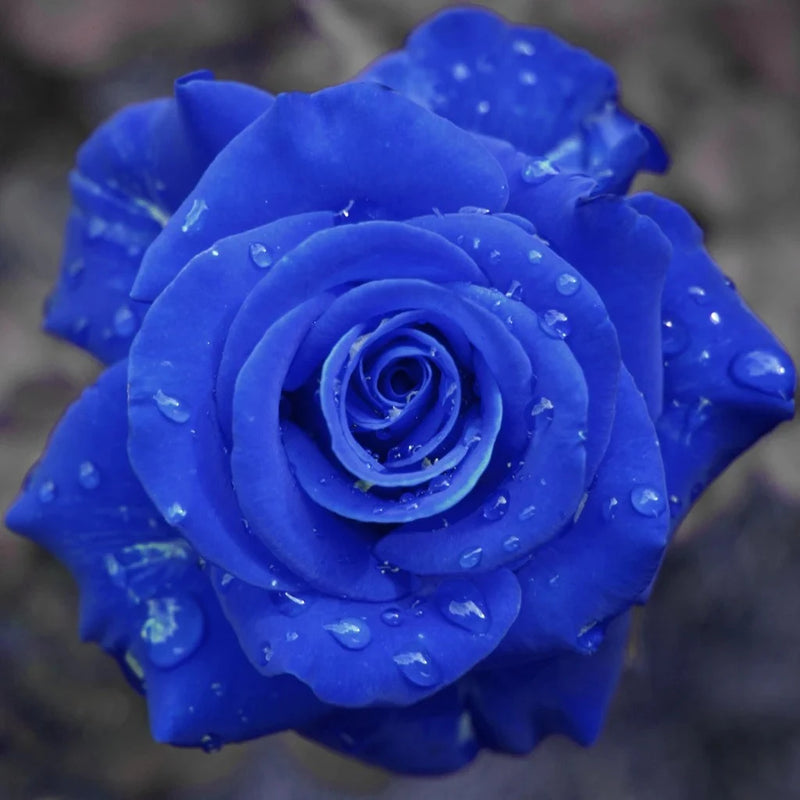 Blue Roses !"·$%& - Image