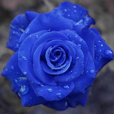 Blue Roses !>"· - Image