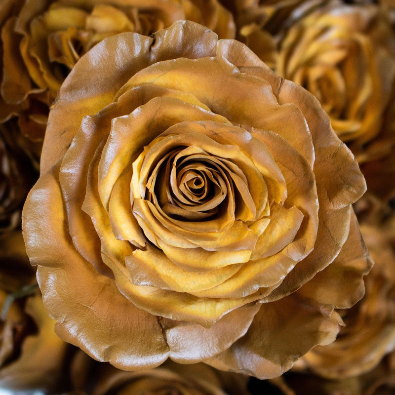 Caramel Machiatto Tinted Roses Birthday-new - Image