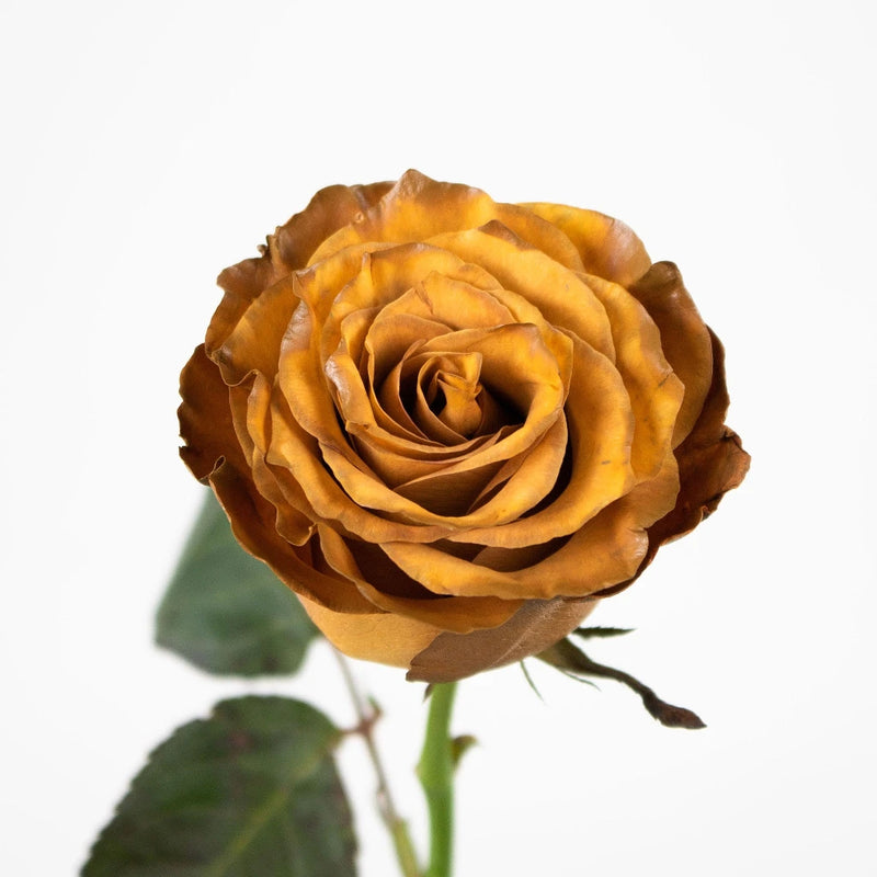Caramel Machiatto Tinted Roses Sss - Image