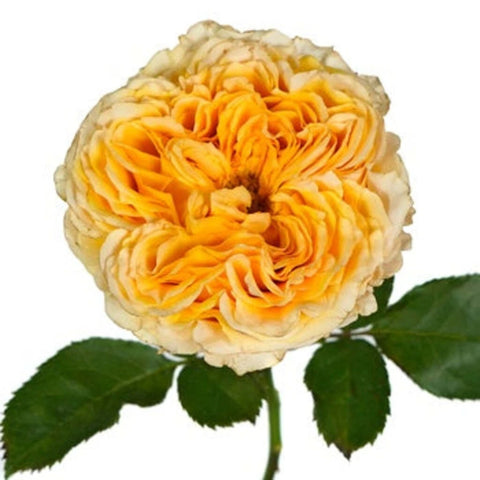 Golden Apricot Garden Rose Apron - Image
