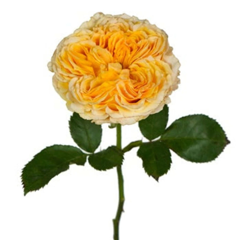 Golden Apricot Garden Rose Stem - Image