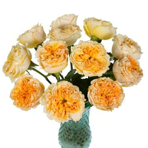 Golden Apricot Garden Rose Vase - Image
