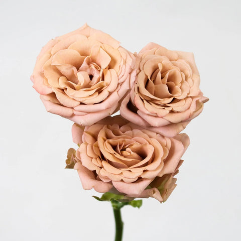 Magic Mocca Mauve Spray Close Up - Image