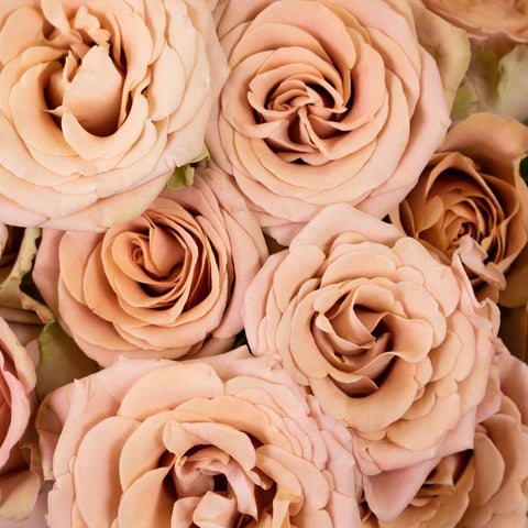 Magic Mocca Mauve Spray Garden Rose Anniversary - Image