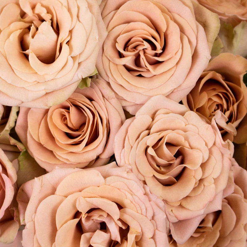 Magic Mocca Mauve Spray Garden Rose Anniversary - Image