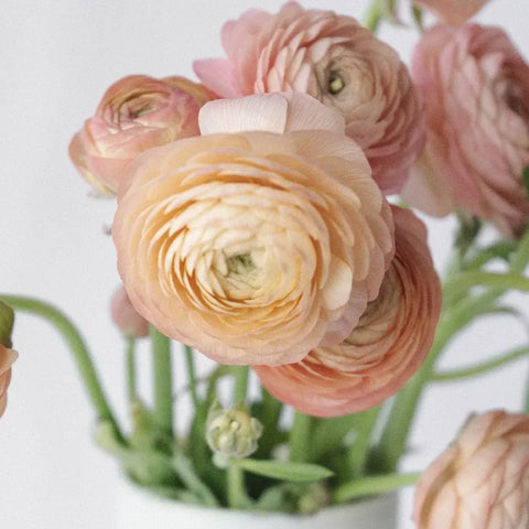 Peachy Coral Ranunculus Fresh Cut Flower Close Up - Image