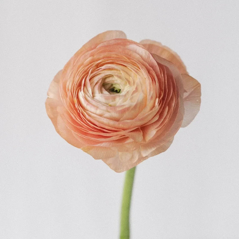 Peachy Coral Ranunculus Fresh Cut Flower Stem - Image