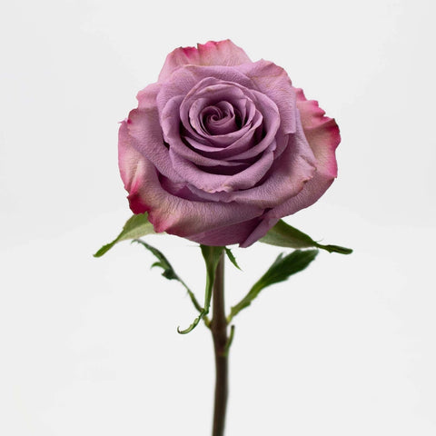 Pink Tipped Lavender Govinda Roses Close Up - Image