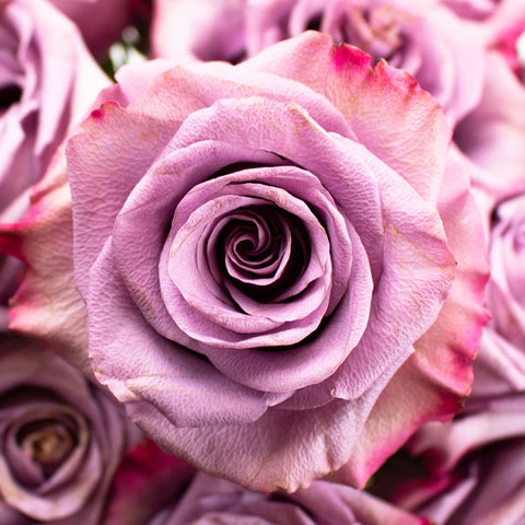 Pink Tipped Lavender Govinda Roses Hand - Image