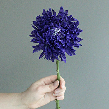 Northern Lights Purple TInted Football Mum