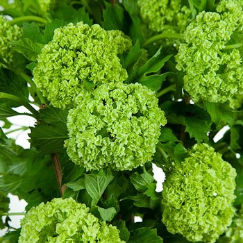 Wedding greenery green viburnum flower fillers sold near me