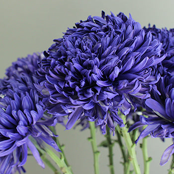 Northern Lights Purple TInted Football Mum