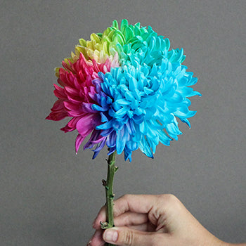Rainbow Color Palette Tinted Football Mums