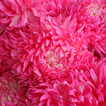 Cotton Candy Pink Football Mum Tinted