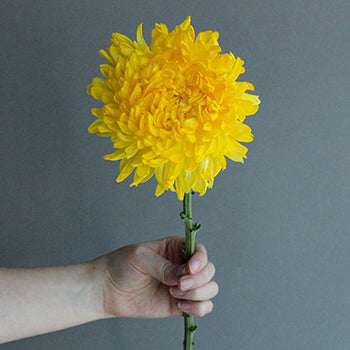 Yellow Limoncello Tinted Football Mums