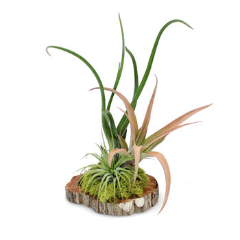 Tillandsia Woodland Wedding Centerpiece