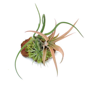 Tillandsia Woodland Wedding Centerpiece