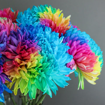 Rainbow Color Palette Tinted Football Mums