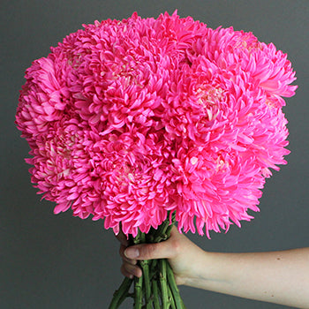 Cotton Candy Pink Football Mum Tinted