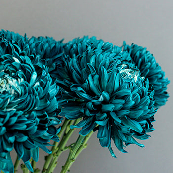 Nautical Turquoise Tinted Football Mums