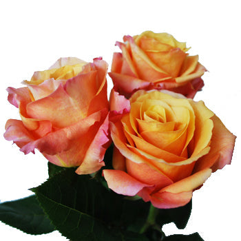 Milva Creamy Orange Rose