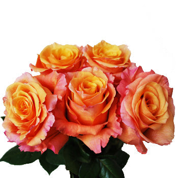 Milva Creamy Orange Rose