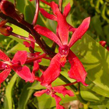 Red Hot Aranthera Orchid