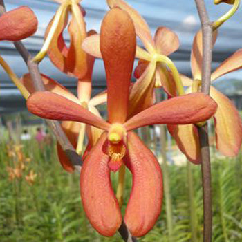 Peachy Orange Aranda Orchids