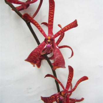 Dark Red Aranthera Orchids