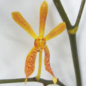 James Storie Orange Aranthera Orchids