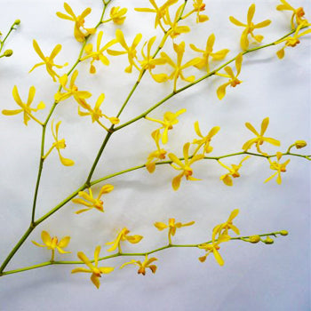 James Storie Yellow Aranthera Orchids