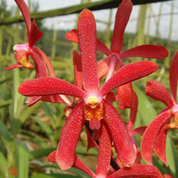 Bright Red Aranda Orchids