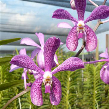 Speckled Violet Purple Aranda Orchids