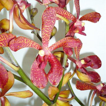 Maroon Leopard Aranda Orchids