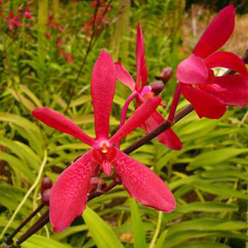 Candy Red Aranthera Orchid
