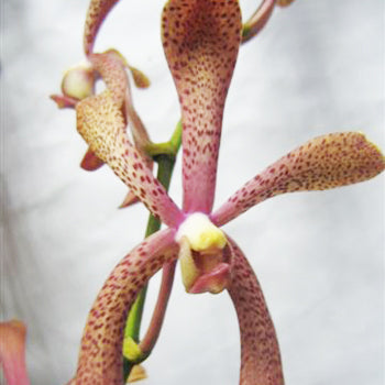 Ruby McKenzie Aranda Orchids