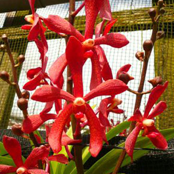 Speckled Red Bright Aranda Orchids